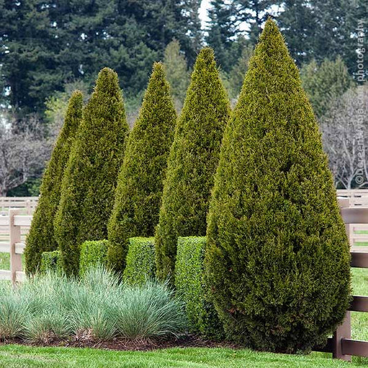 1-2 Ft. - Spartan Juniper Tree - Tough As Nails Evergreen & Perfect For Tight Spaces